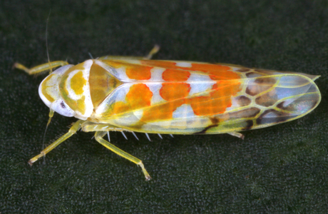 Leopardenblattzikade (Typhlocyba quercus) - © Gernot Kunz